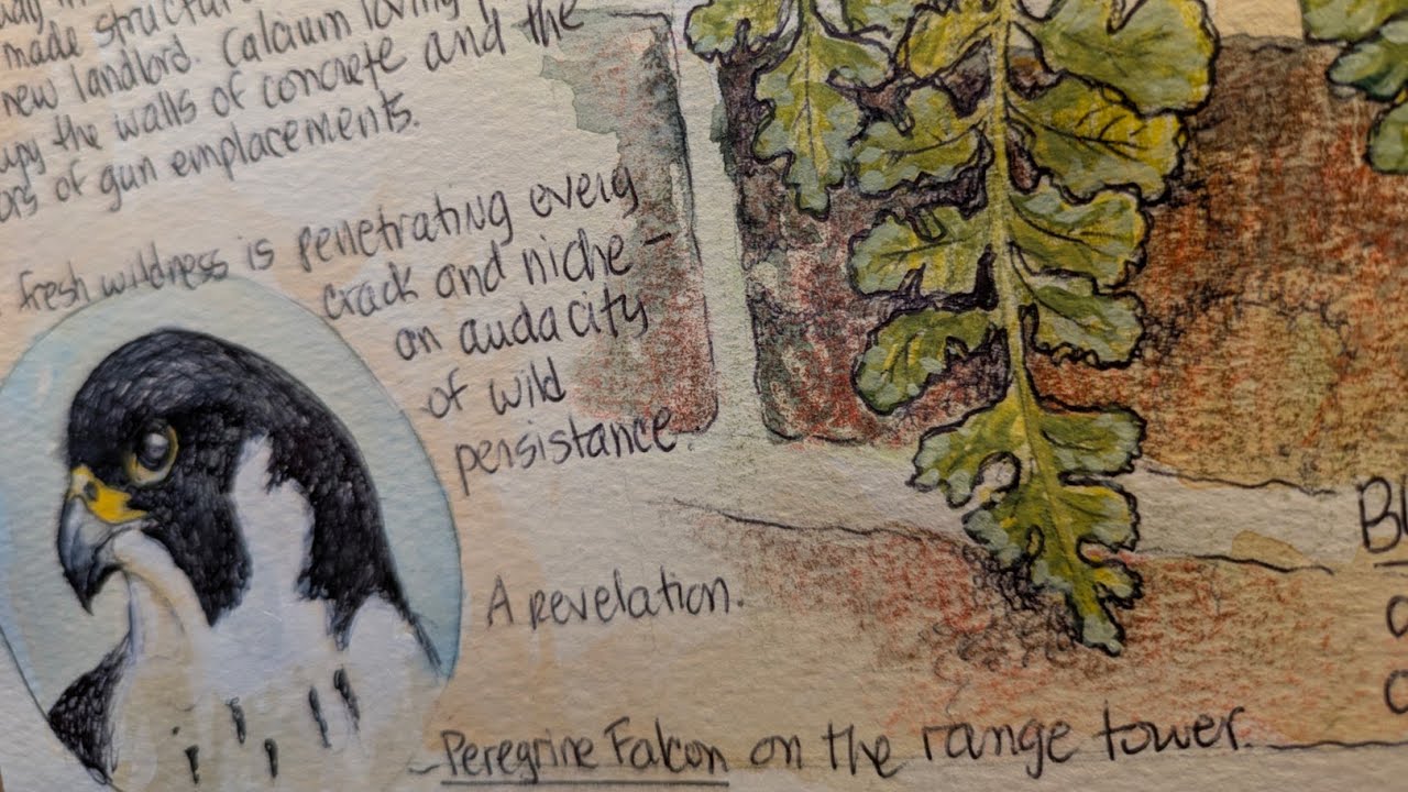 Episode 4: Field Sketching & Gesture Drawing