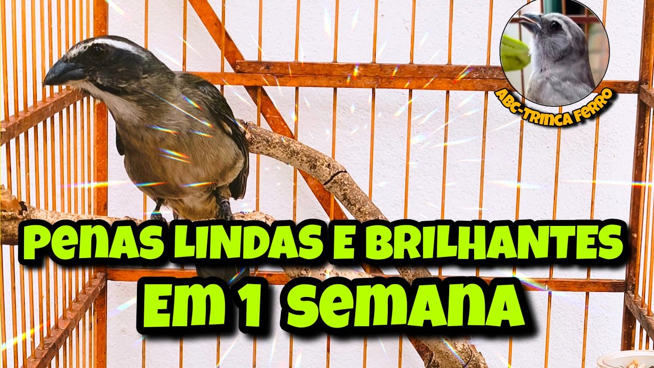 MANEJO do TRINCA-FERRO ! Como MELHORAR APARÊNCIA das PENAS em 1 semana