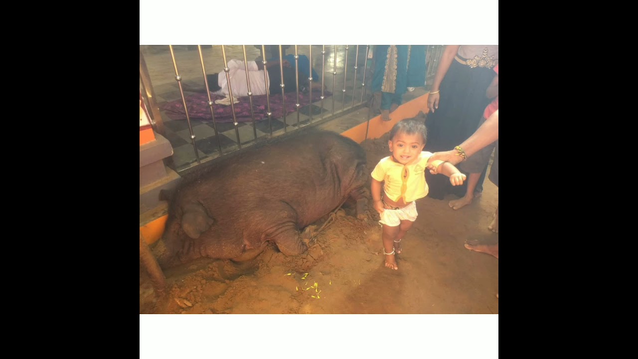 🐖ஆத்தி பணிவிடை🐖 ஏன்? எதற்கு?எப்படி?# Aathi panividai in 🙏Iythuvettu Swamigal Why? How?#