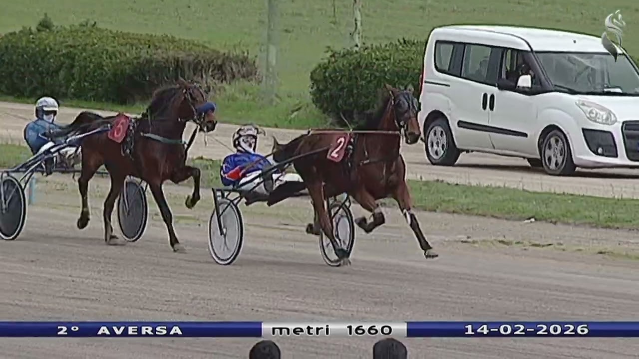 Aversa trotto 14 Febbraio 2026 - 2° Corsa