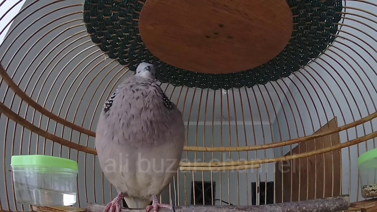 Suara tekukur/derkuku kuk 2 memanggil lawan, pancinggan burung tekukur/derkuku.