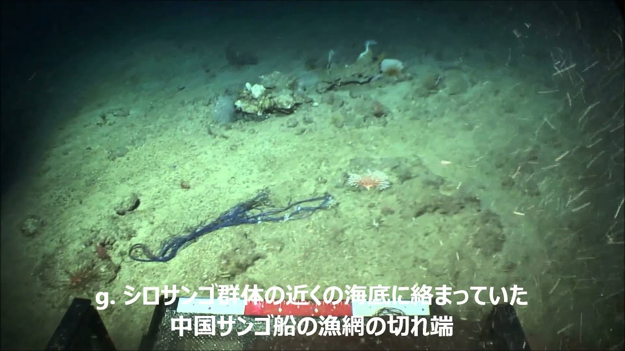 小笠原諸島:サンゴ密漁で海底調査