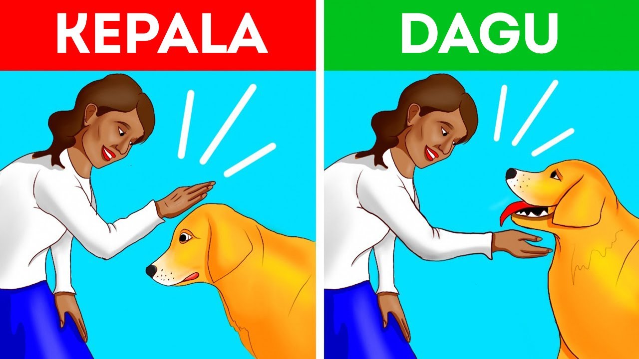 Cara Mendekati Anjing dengan Benar dan Aman