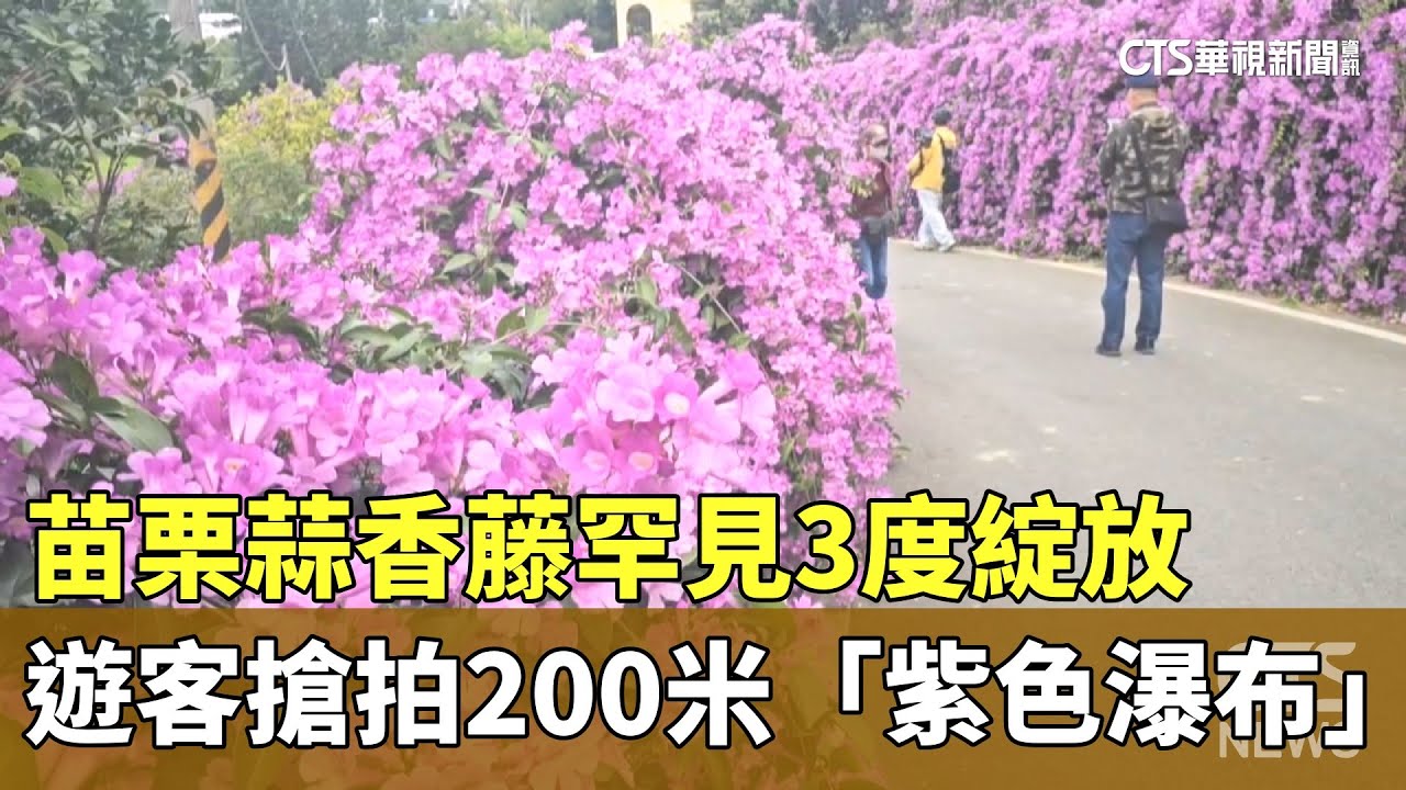 苗栗蒜香藤罕見3度綻放　遊客搶拍200米「紫色瀑布」｜華視新聞 20251122 @CtsTw