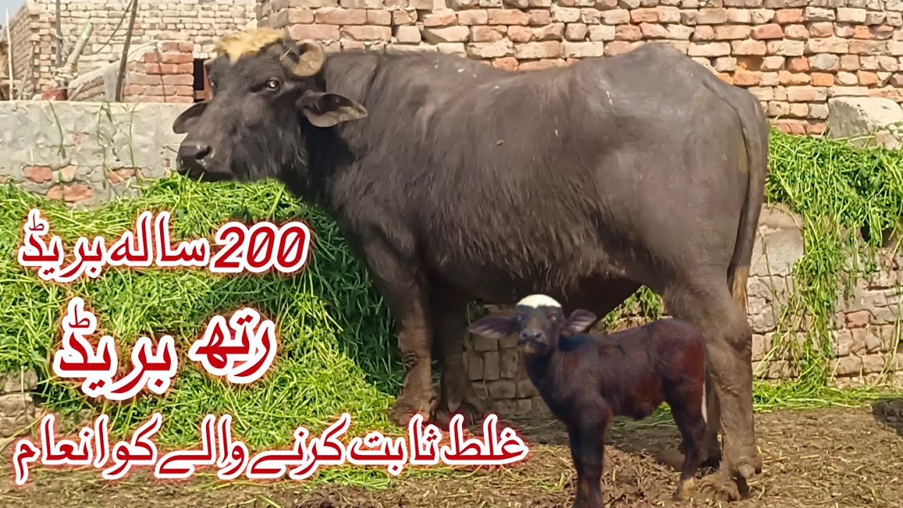 World Biggest pure nili Ravi Buffalo's Bull /Neli Ravi Bull for sale in Pakistan 9 March 2026