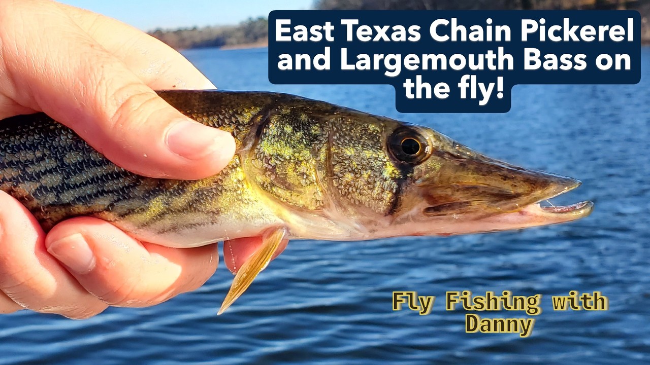 East Texas Chain Pickerel and Prespawn Largemouth bass on the Fly!