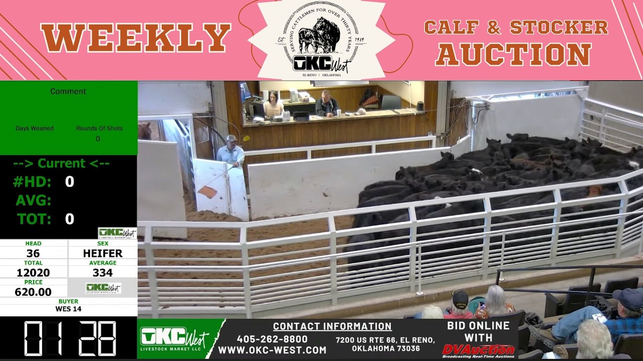 El Reno Calf & Stocker Auction LIVE | 3,500+ Head at OKC West | Feb 10, 2026