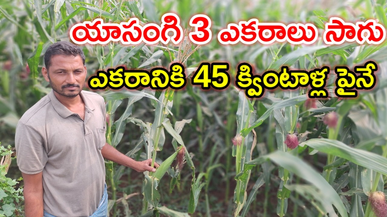 ఎకరానికి 50 వేలు మిగిలింది maize farming @MalleshAdla