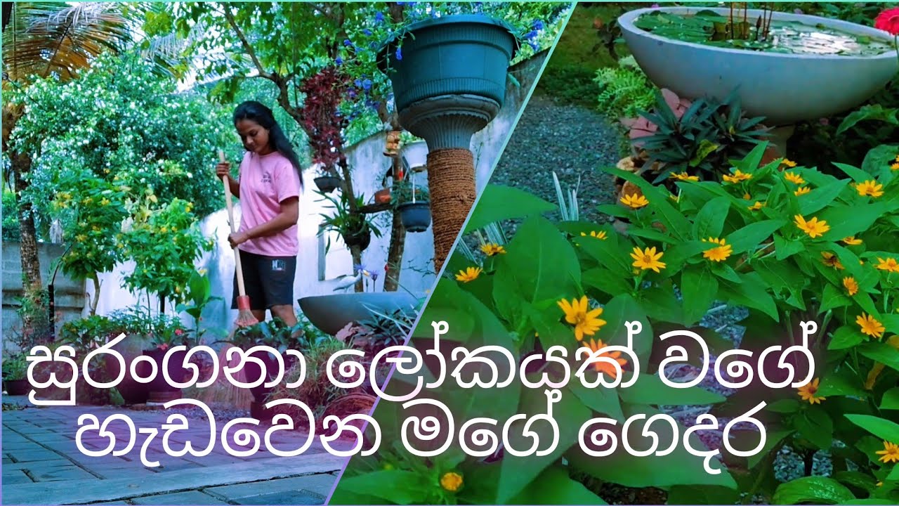#gardening new update...🥰🥰හැඩවෙන වෙනස් වෙන අලුත්ම විස්තරේ.එන්නකො බලන්න.😲😲😲😲😲#gardening ideas 
