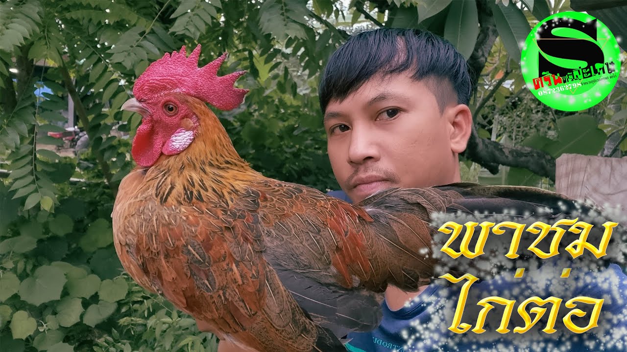 ไก่ต่อสายเยียร์ เหล่าสุโขทัย  เตรียมความพร้อมสำหรับปีนี้
