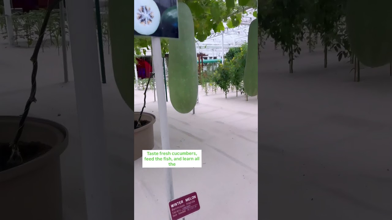 The Behind the Seeds Tour of Epcot&rsquo;s Living with the Land Greenhouse. Follow for more tips!