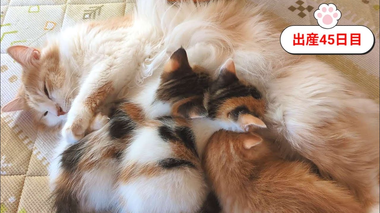 [生後45日目]パピちゃん 少しお疲れなのかな…