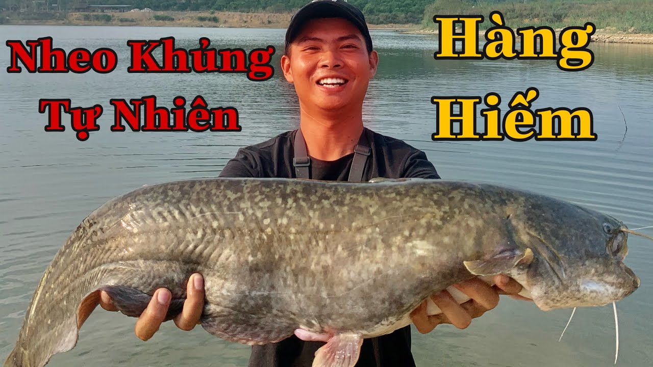 1 Ngày Lure Săn Cá Leo Khủng Cùng Team Lk. Ném Lancer Lên Toàn Trắm Cỏ