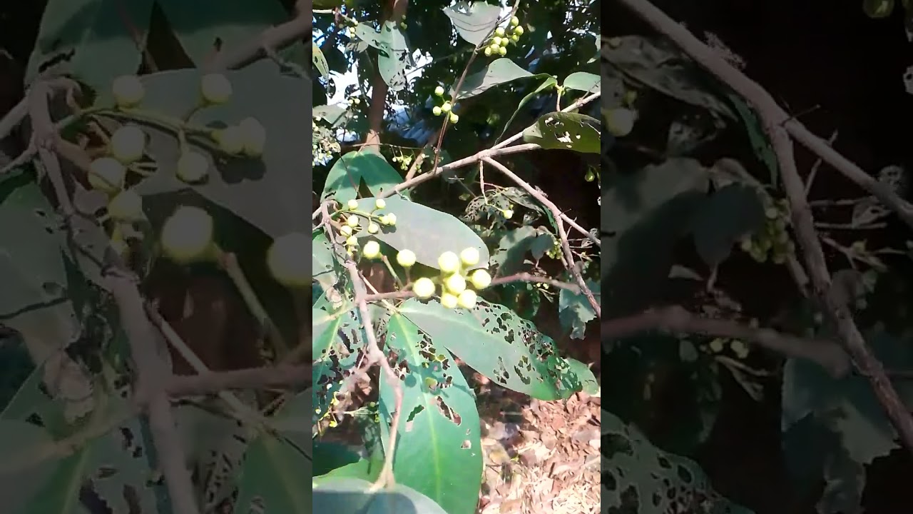 Sweet water apple 🍏🍎🍏🍎 tree 🎄🌴🎄🌴