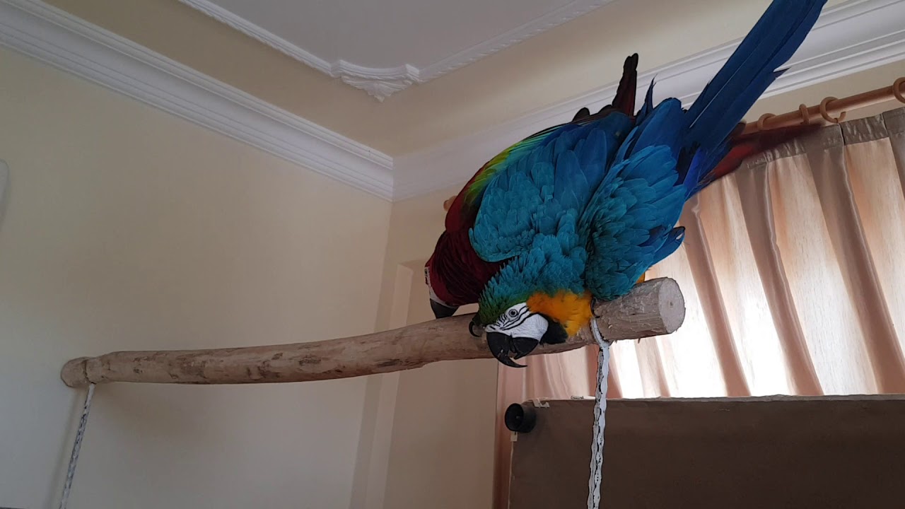 Papağan Eğitimi Harika Papağan Boncuk Macaw Ara Ararauna Çiftleşme