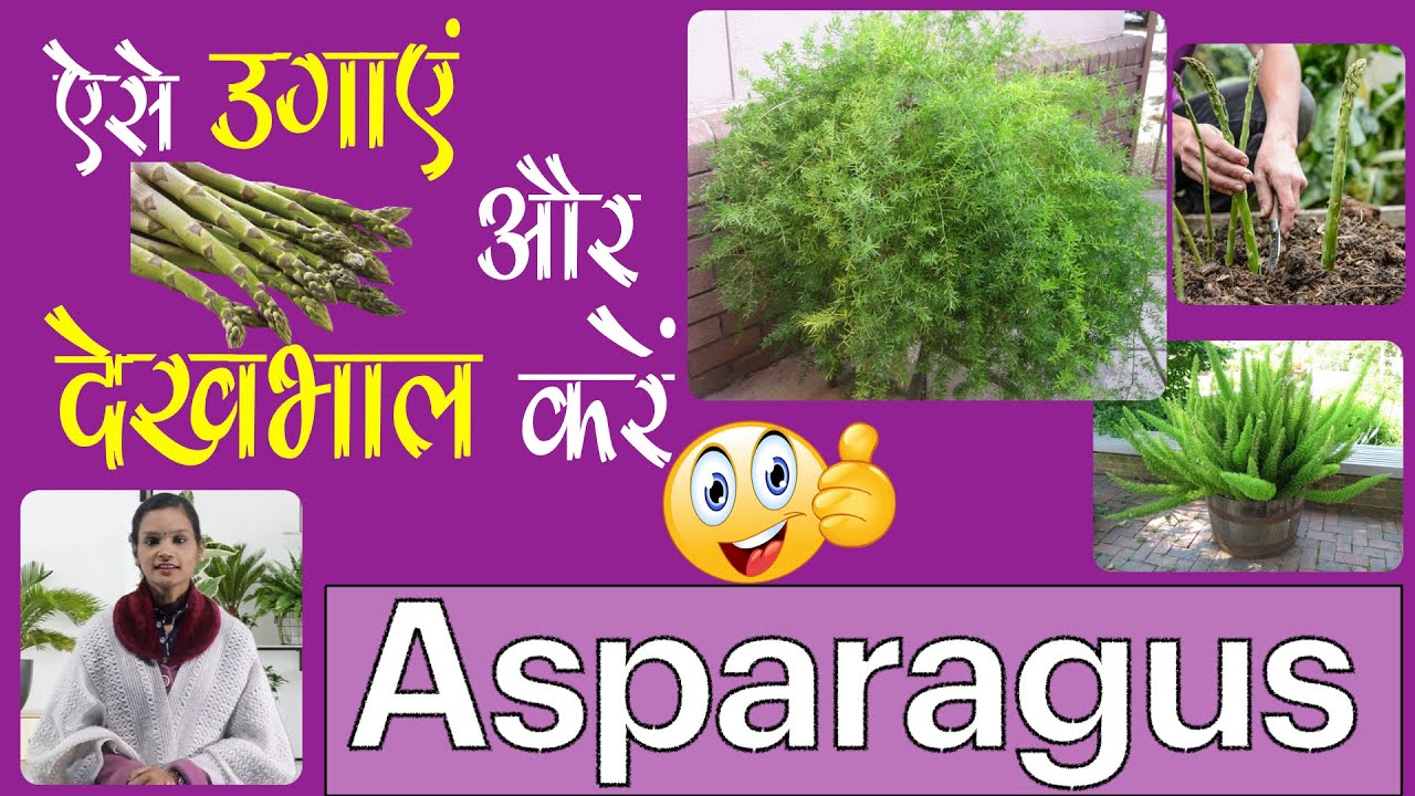 सतारी/सतावरी Asparagus या ऐसे उगाऍं और करें देखभाल तो रहेंगे सालों-साल || Plant care & Propagation.