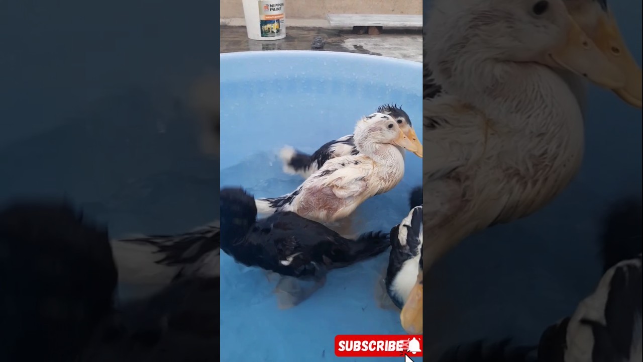 DAY 13 of my ducklings growth timelapse #dj #electronicmusic #edm #housemusic #music #dancemusic
