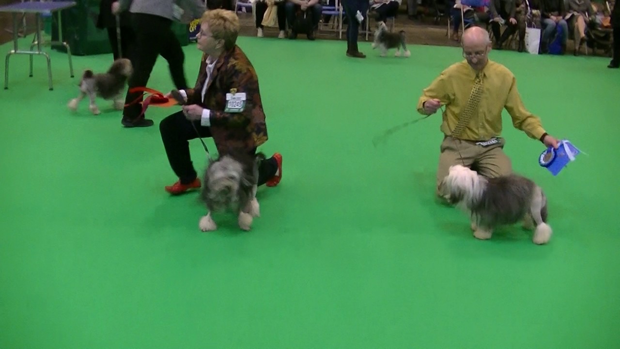 Lowchen (Little Lion Dog) in Crufts 2017