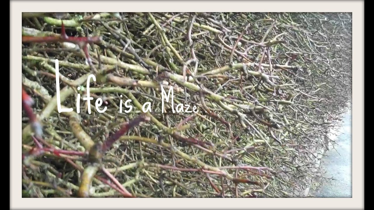 LIFE is a maze and LOVE is a riddle. | InitiallyCameraShy