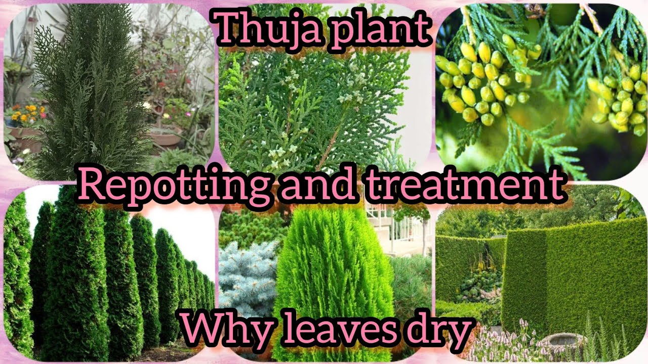 thuja plant /  saru tree / mor pankhi / repotting and treatment dry leaves // Grow green 445