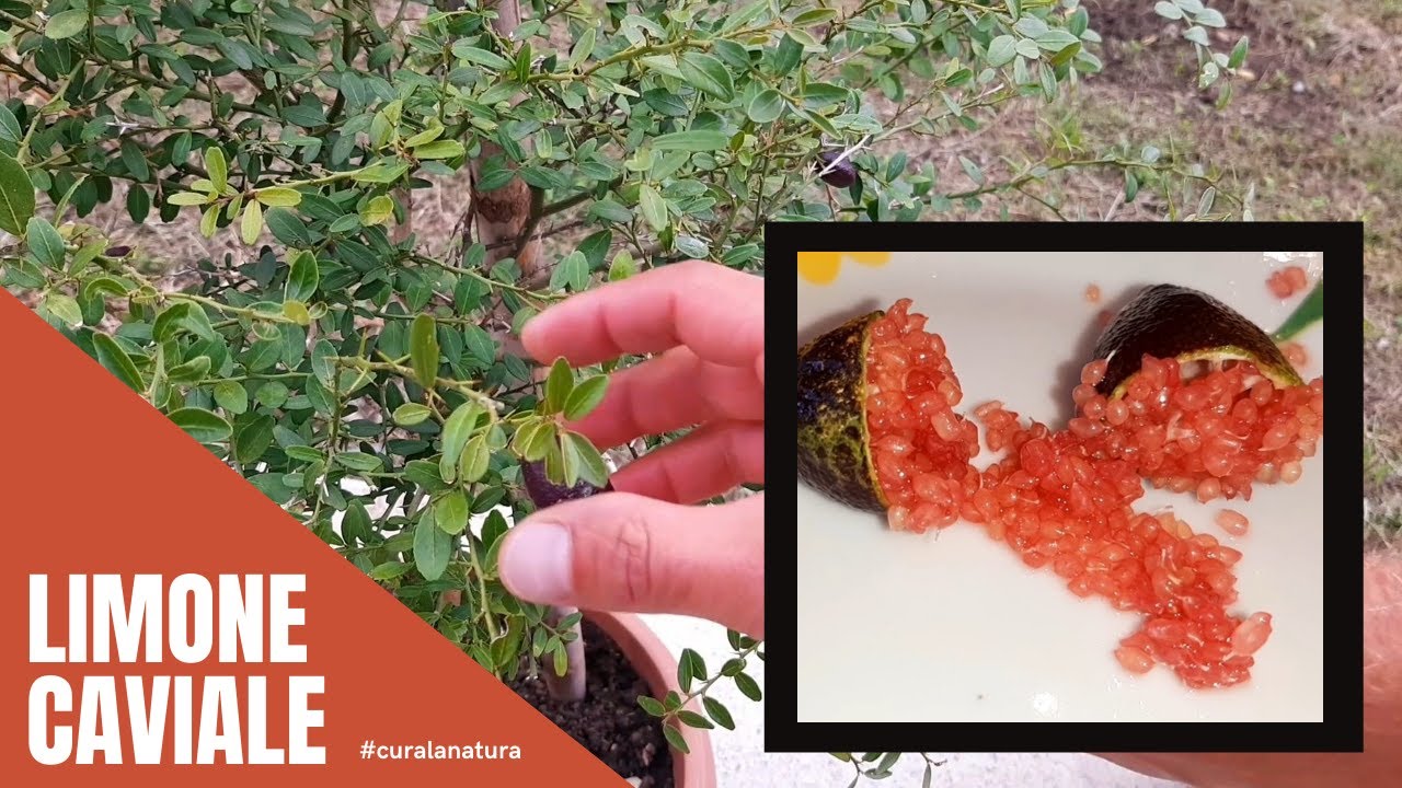 Limone Caviale In Vaso - Finger Lime