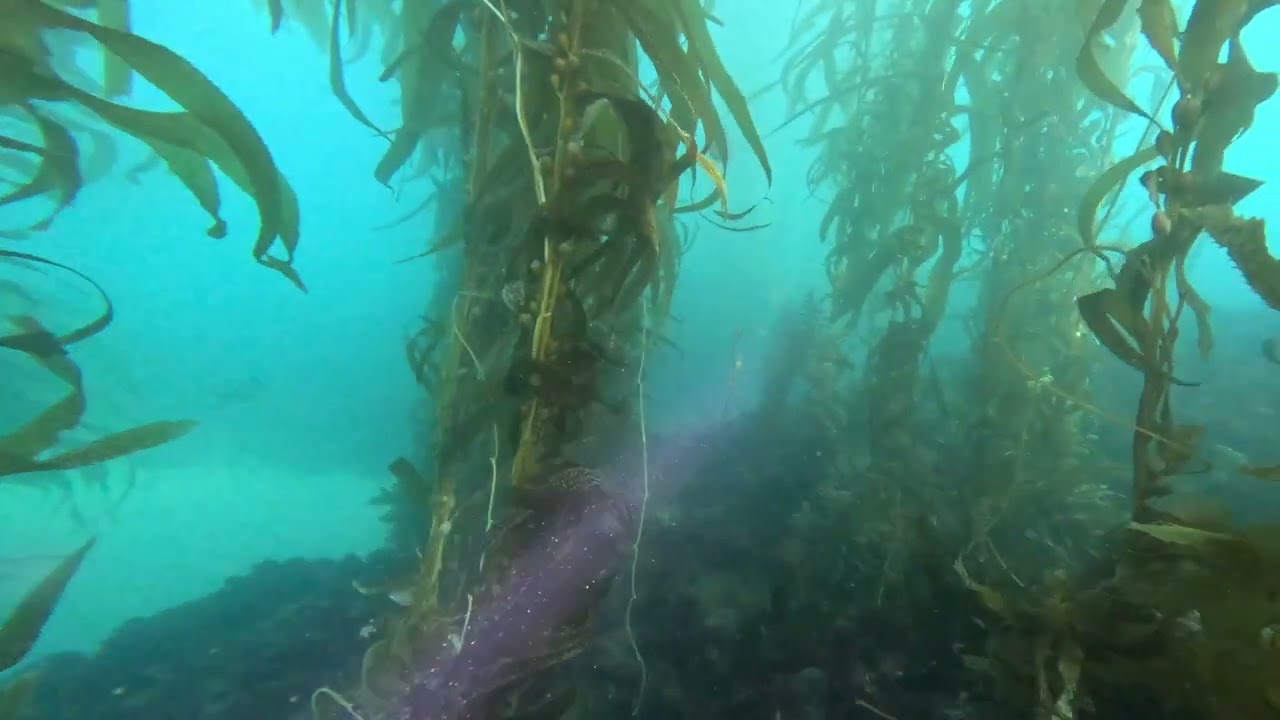 Shaw's Cove 2026 03 08   HD 1080p