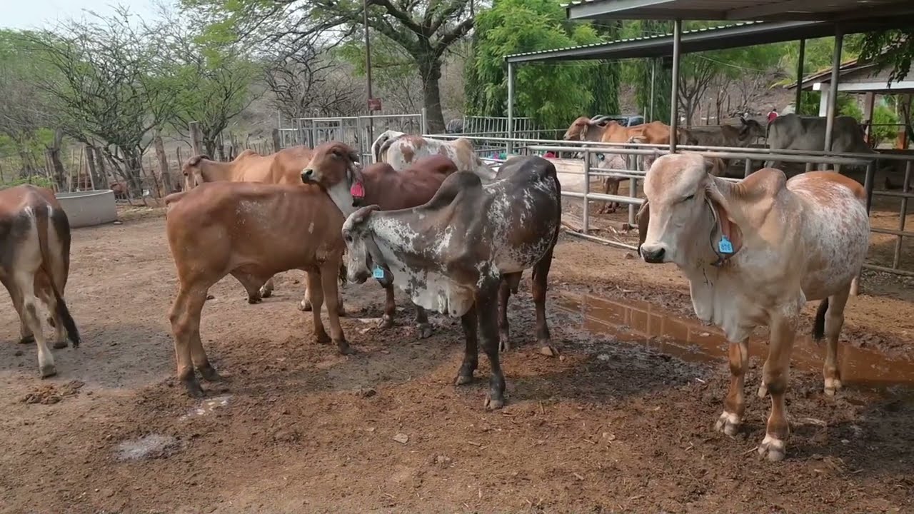 Gyr Brahman y Girolando en Ganaderia GS-El Salvador en el Campo