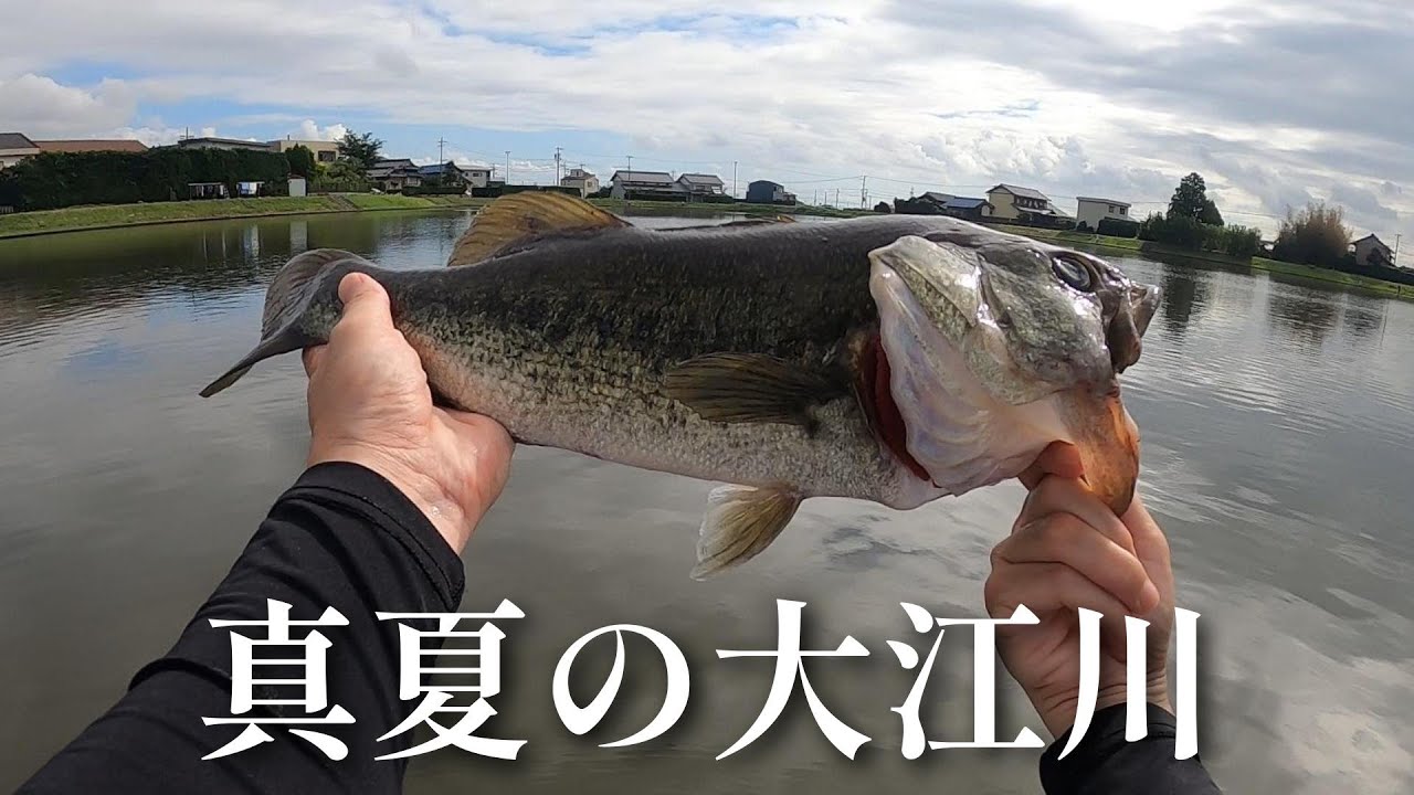 夏の大江川でハマってる釣り方