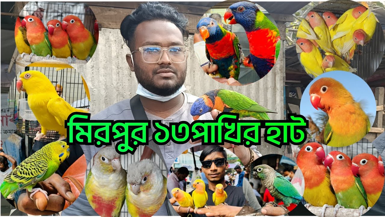 মিরপুর ১৩ পাখির হাট কম দামে টিয়া পাখি mirpur 13pakhir hat ki bare bose