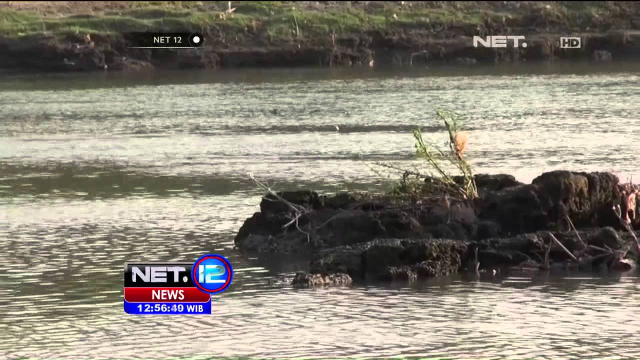Buaya Bermunculan di Sungai Brantas, Sidoarjo - NET12