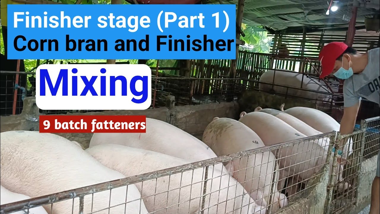 Finisher stage (Part 1) Corn bran ang Finisher Mixing l Dodong Villaran