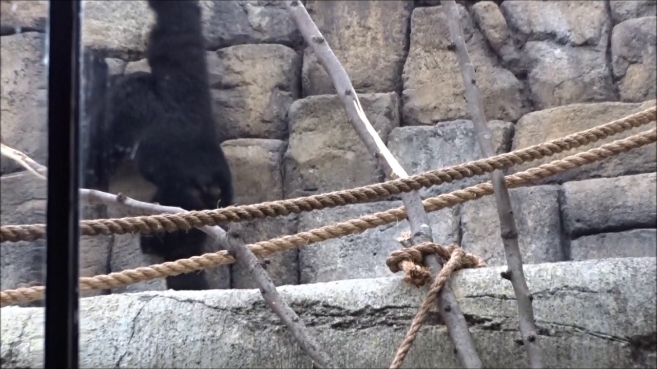 Siamang in New Indoor Lost Kingdom Exhibit at Tulsa Zoo