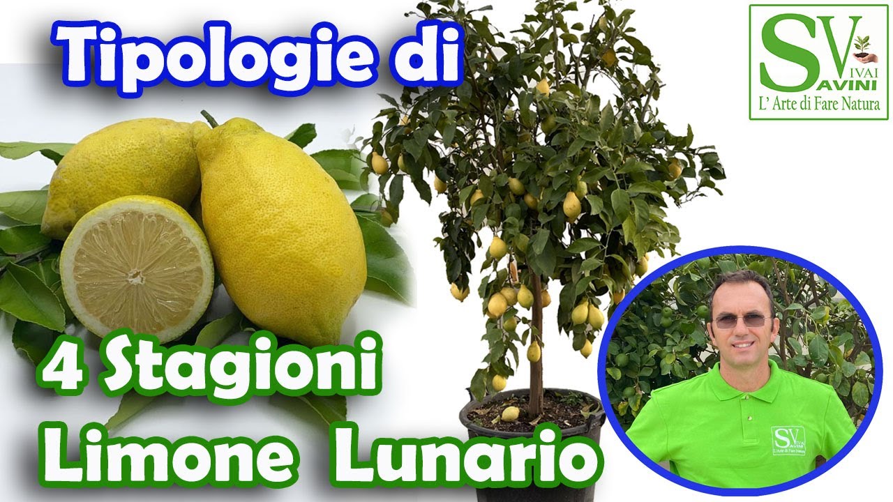 Piante di Limone lunario 4 stagioni