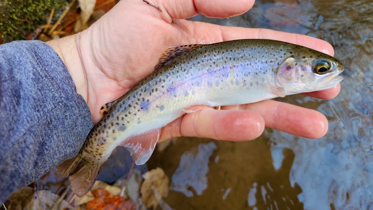 SC Small Stream Fly Fishing - 11-9-25