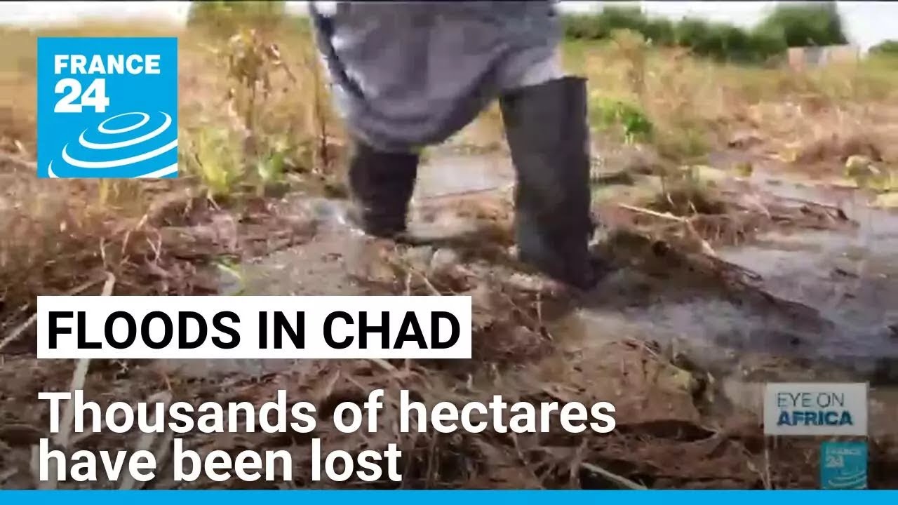 Floods in Chad: Tens of thousands of livestock drowned &bull; FRANCE 24 English