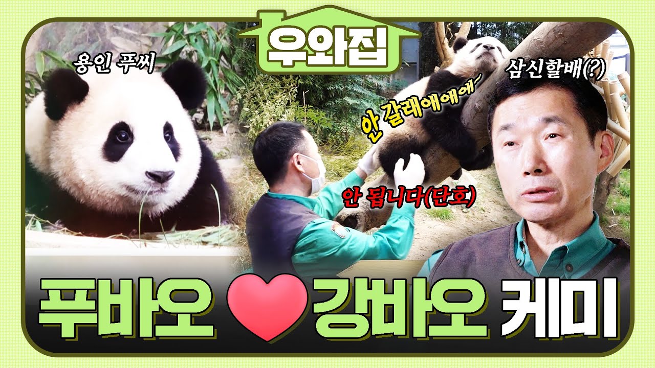 [🏠#우와집] ⭐슈푸스타⭐ 푸바오와 강바오의 케미 모음.zip  #TV동물농장 #동물 #우와한비디오 #우와비