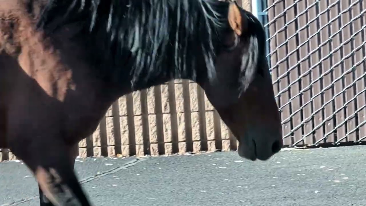 Шоссе Wild Mustang Horses 50, Невада, Северная сторона, Карсон-Сити, Эрроухед Драйв
