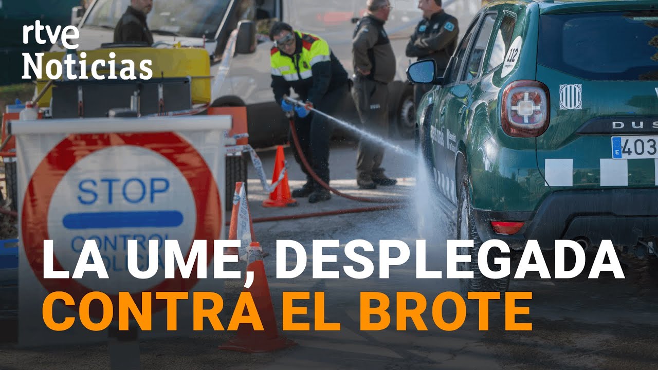 Un BOCADILLO CONTAMINADO, posible origen del BROTE de PESTE PORCINA en JABALÍES en CATALUÑA | RTVE