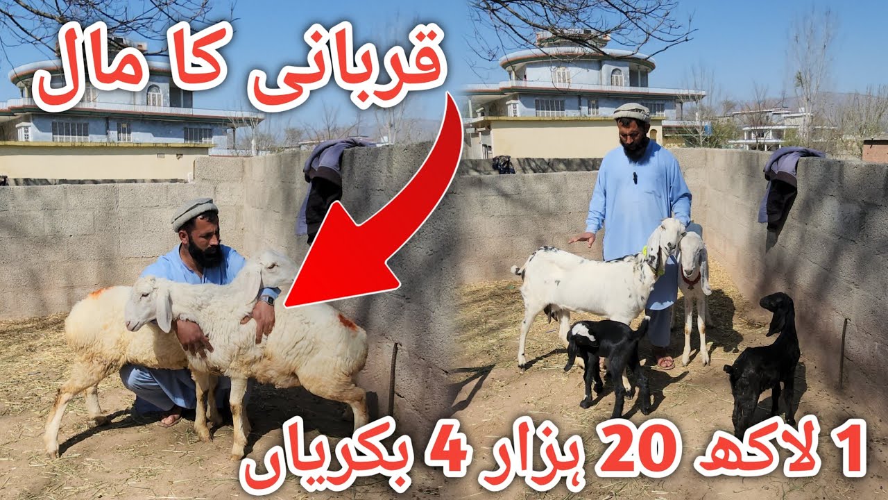 Top quality goats and sheeps for sale at cheapest price #goats 