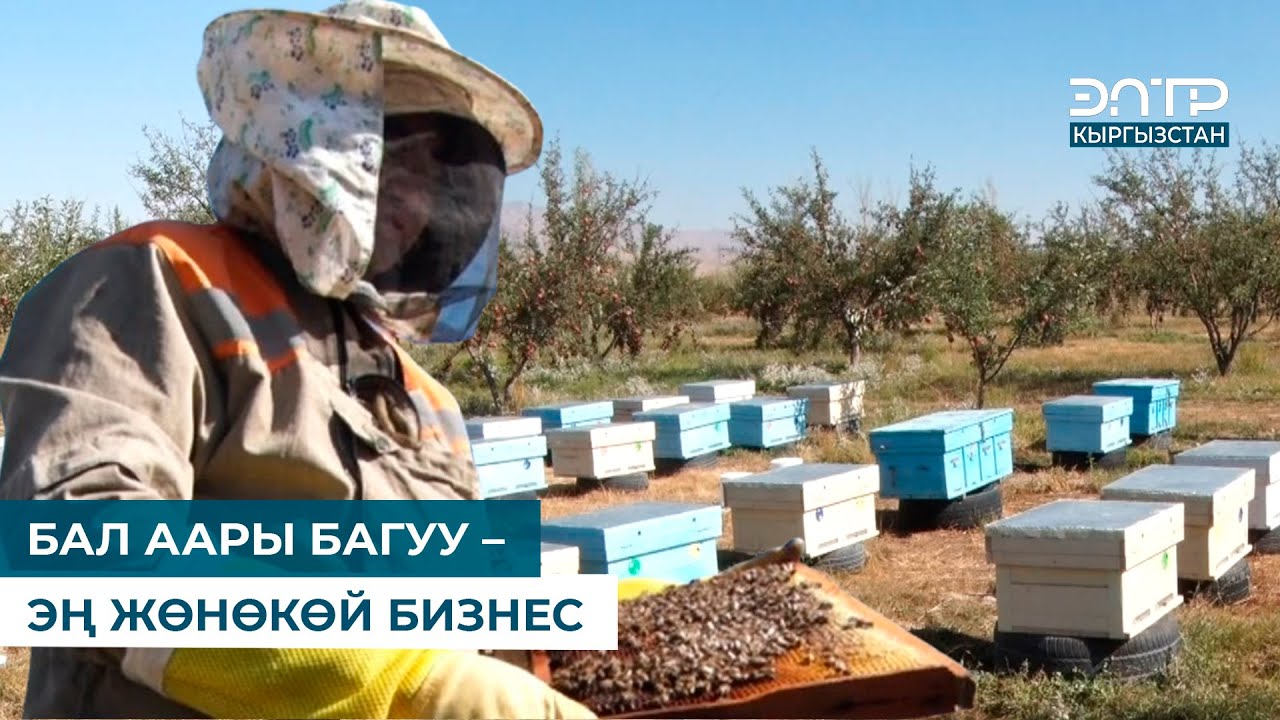 БАЛ ААРЫ БАГУУ &ndash; ЭҢ ЖӨНӨКӨЙ БИЗНЕС