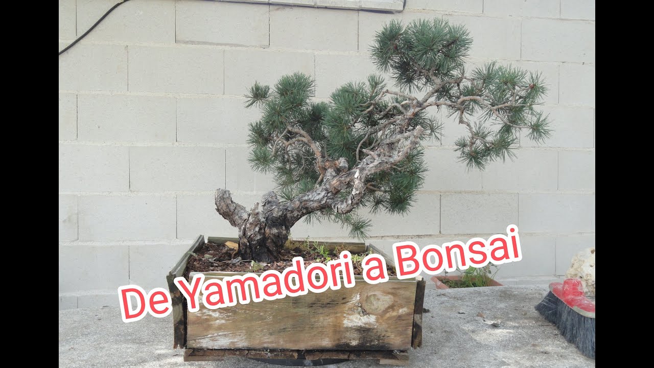 Pinus Sylvestris. Dedicado a mi Maestro  Carlos Lázaro de @Bonsai Colmenar