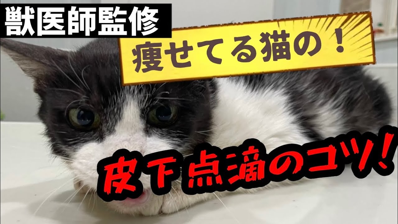 【獣医がおしえる】痩せている猫の皮下点滴のコツ！