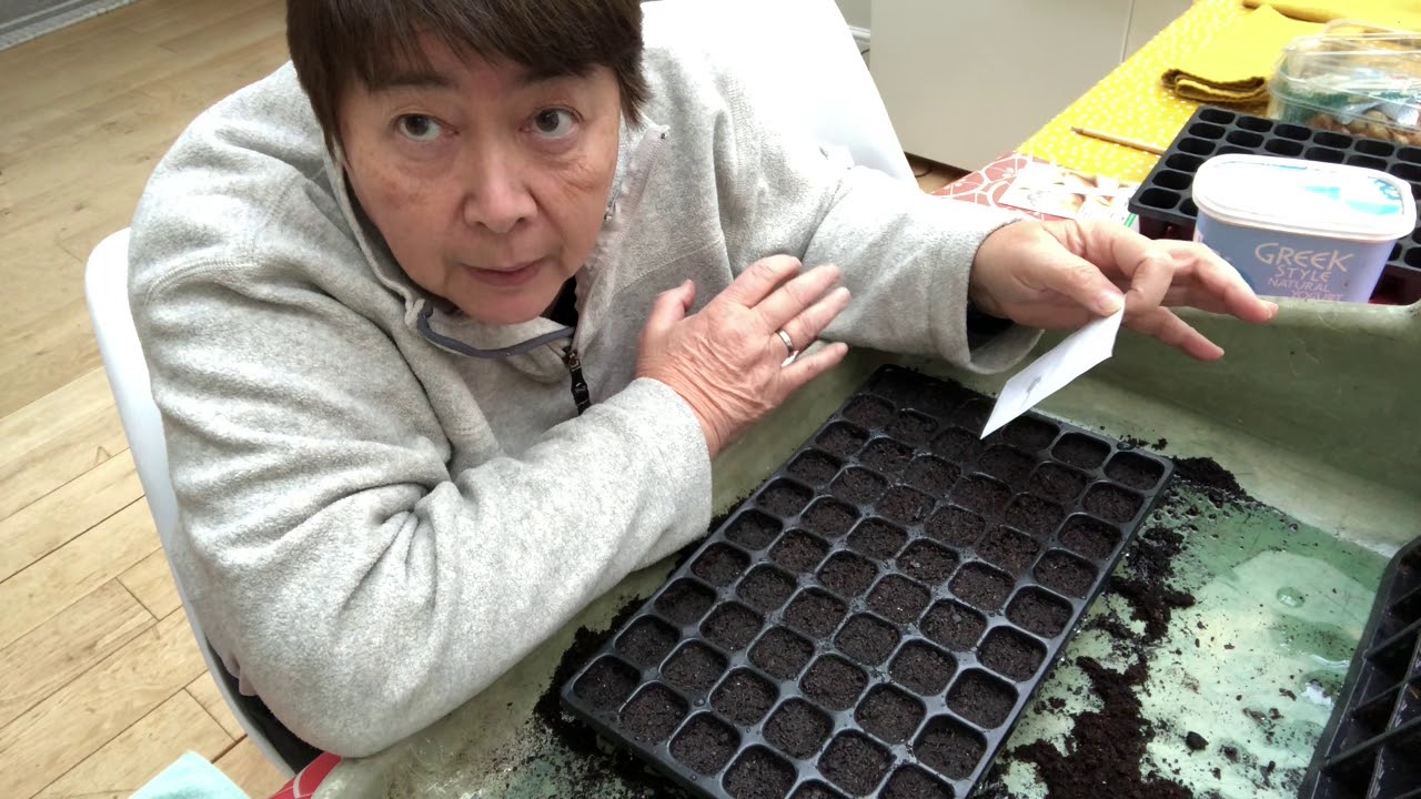 Sowing onions and shallots from seed