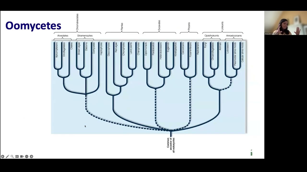 Grow Pro Series: Ruh Roh, Root Rot! Managing Oomycete Pathogens in Floriculture Production