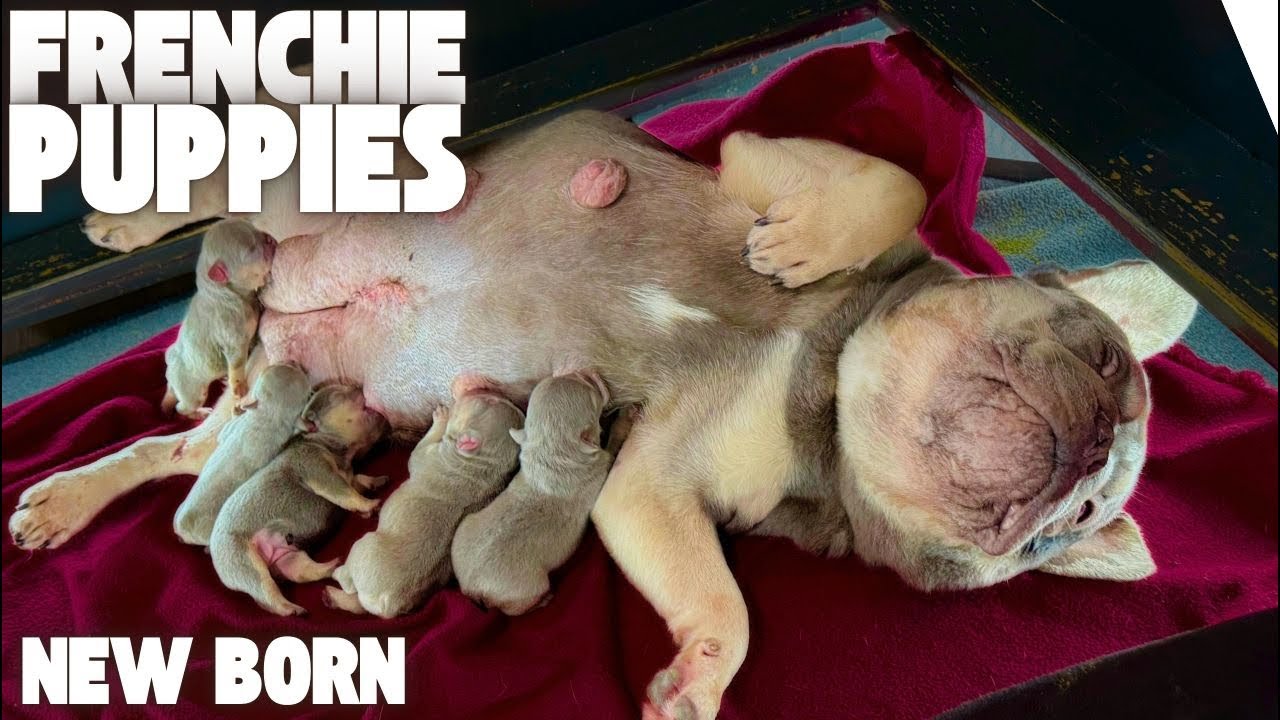 Frenchie Puppies LIVE Day 1 whelping puppies