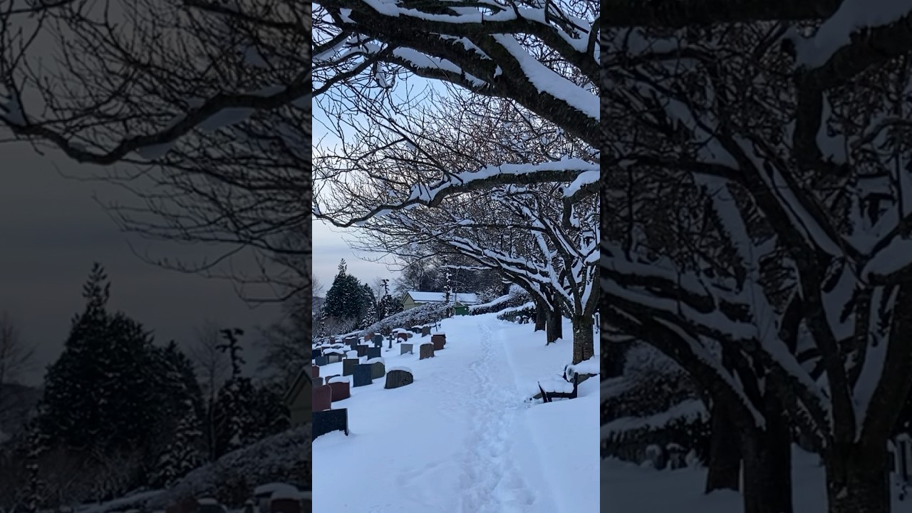 This is how Heaven looks like#norway #bergen #viral #snow #bengali #beautiful #satisfying