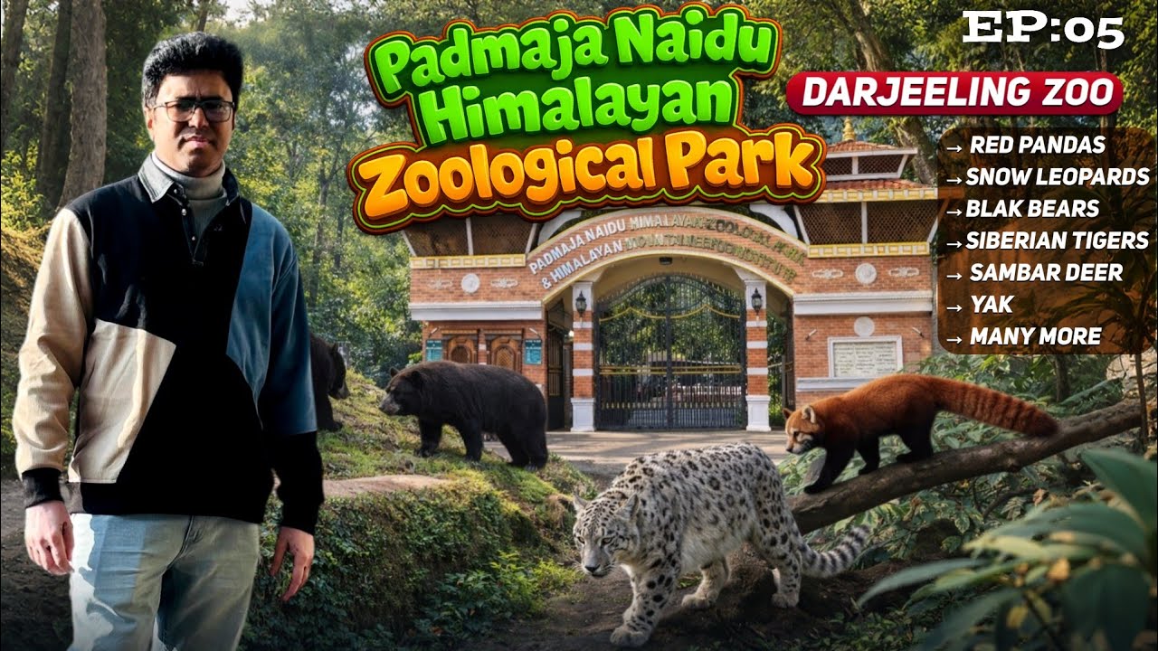 Darjeeling Zoo ||The Padmaja Naidu Himalayan Zoological Park |Darjeeling Tour 