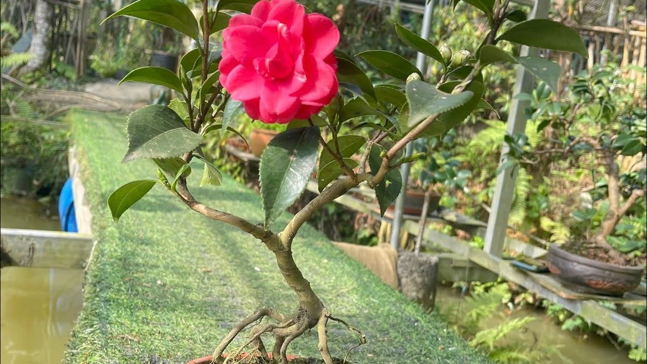 Phiên bán hàng đầu năm giá rẻ 0349581888 ngày 23/2 lan rừng giá rẻ.lan rừng.hoa trà my 