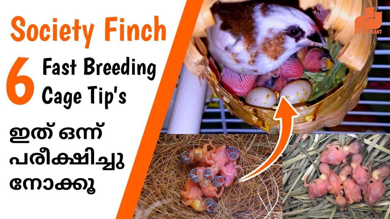 Society Finches 6 Fast Breeding Tips & Cage Setup | Bengali Finches Bird in Malayalam | MY PET PLANT