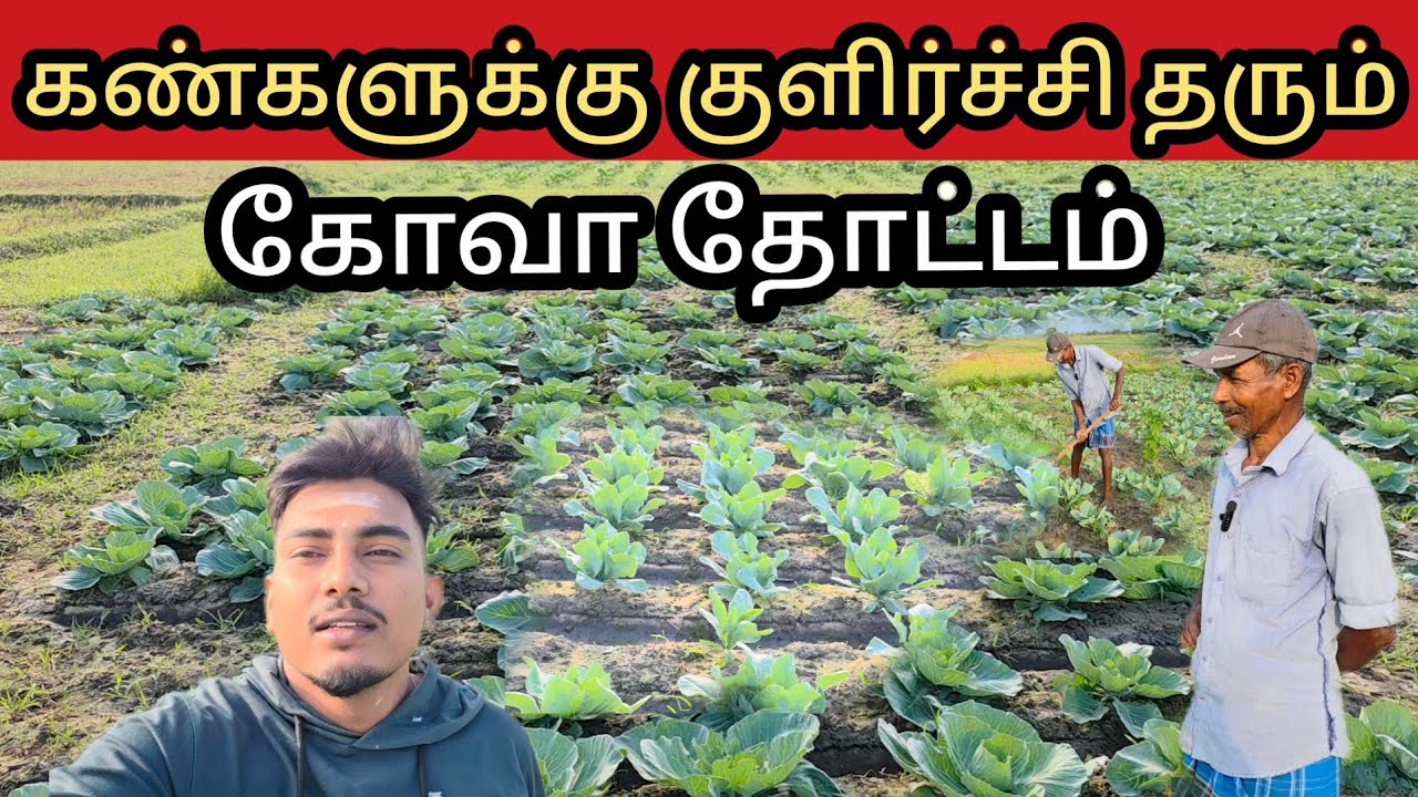 மட்டுவில் அண்ணாவின் கோவா தோட்டம்